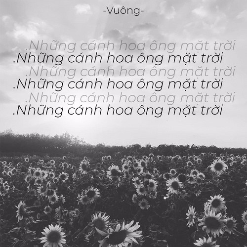 Vuông