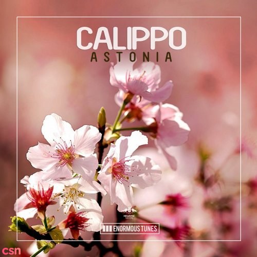 Calippo