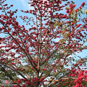 Vũ Nam Tước